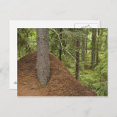 Ant-Hügel im Wald Postkarte (Vorne/Hinten)