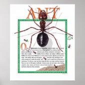 Ant Poster (Vorne)