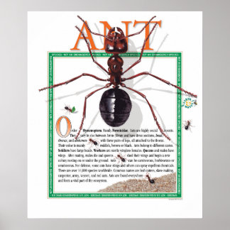 Ant Poster