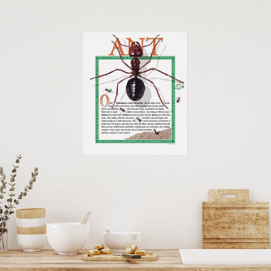 Ant Poster (Küche)