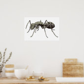 Ant Poster (Küche)