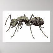 Ant Poster (Vorne)