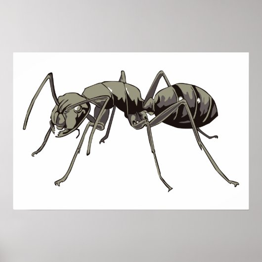 Ant Poster (Vorne)