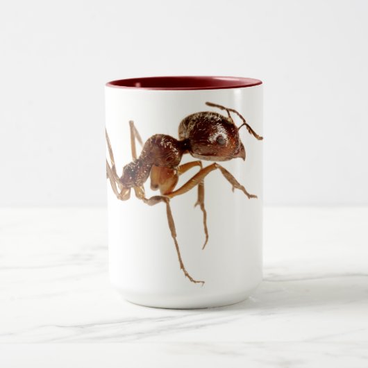 ANT-TASSE TASSE (Zentrum)
