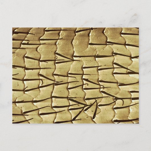 Ant - Vorderbein Postkarte (Vorderseite)