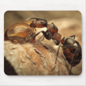 Ant & Water Drop Kunst Mousepad (Vorne)
