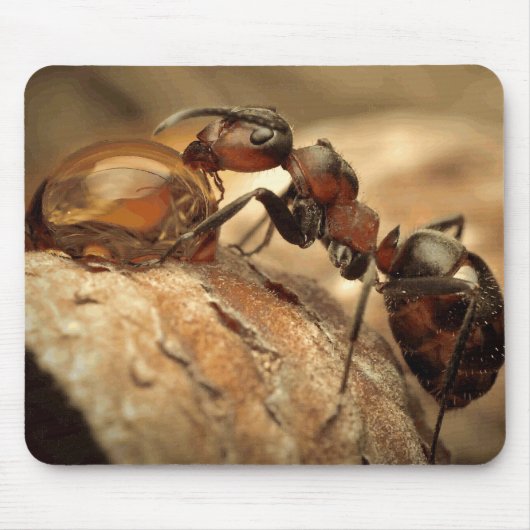 Ant & Water Drop Kunst Mousepad (Vorne)