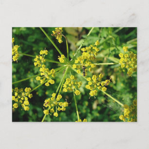 Ant, Web, and Weed Postkarte