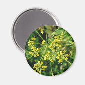 Ant, Web und Weed Magnet (Vorderseite/Rückseite)