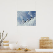 Antarctica. Adelie penguins Poster (Küche)