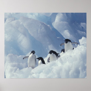 Antarctica. Adelie penguins Poster