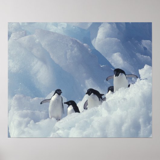 Antarctica. Adelie penguins Poster (Vorne)