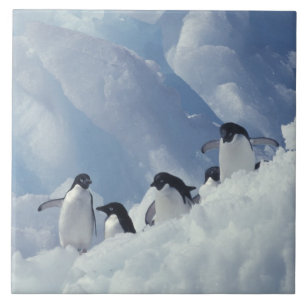 Antarctica. Adelie Pinguine Fliese