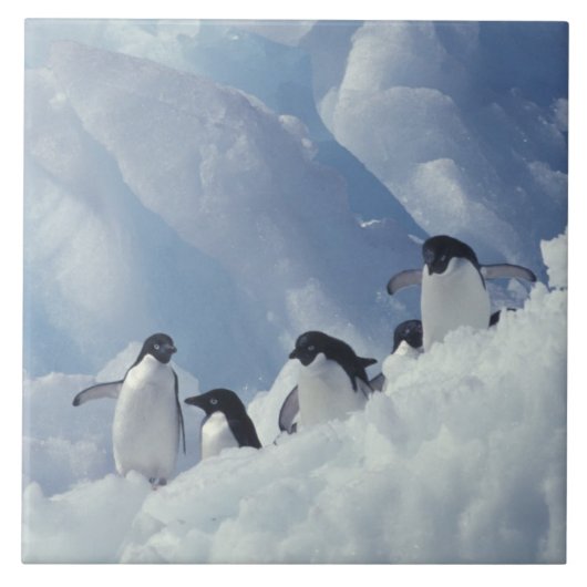 Antarctica. Adelie Pinguine Fliese (Vorderseite)