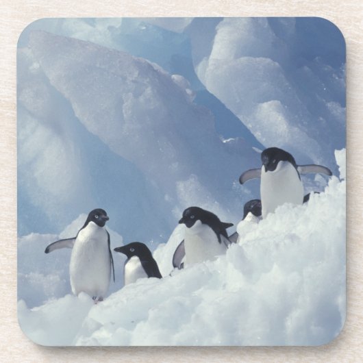 Antarctica. Adelie Pinguine Getränkeuntersetzer (Vorderseite)