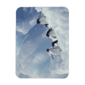 Antarctica. Adelie Pinguine Magnet (Vertikal)