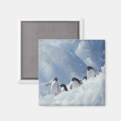 Antarctica. Adelie Pinguine Magnet (Vorderseite/Rückseite)