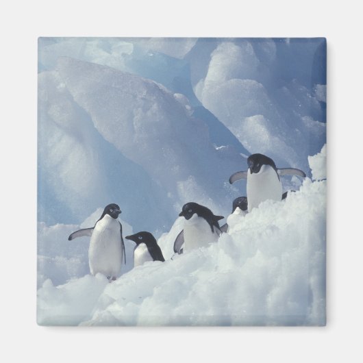 Antarctica. Adelie Pinguine Magnet (Vorne)