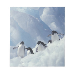 Antarctica. Adelie Pinguine Notizblock