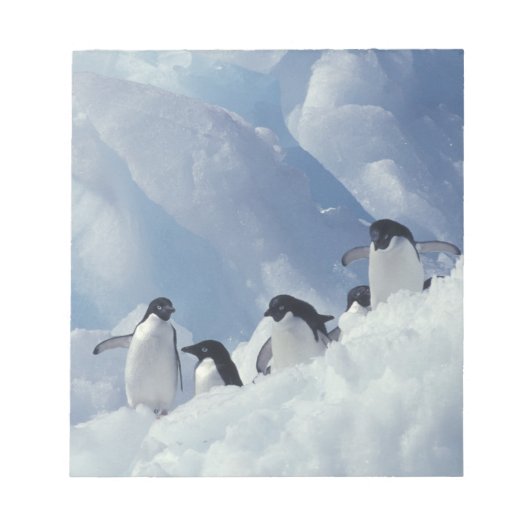Antarctica. Adelie Pinguine Notizblock (Vorderseite)