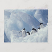 Antarctica. Adelie Pinguine Postkarte (Vorderseite)