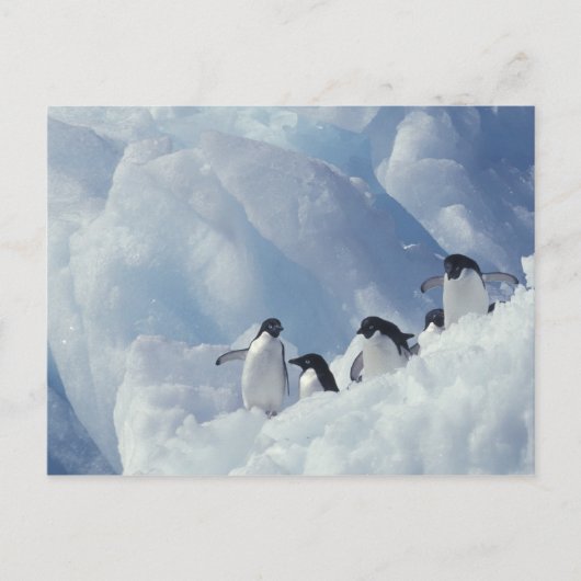Antarctica. Adelie Pinguine Postkarte (Vorderseite)