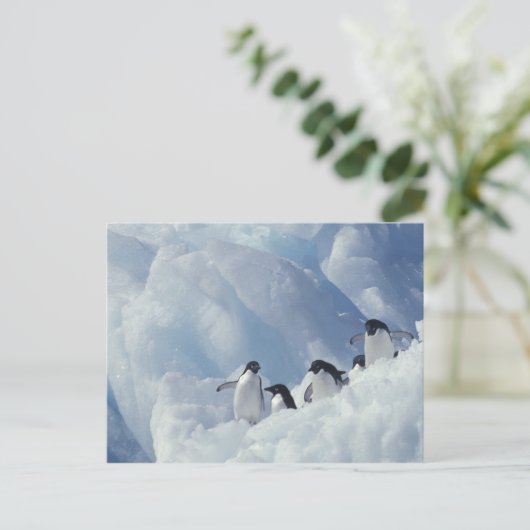 Antarctica. Adelie Pinguine Postkarte (Stehend Vorderseite)