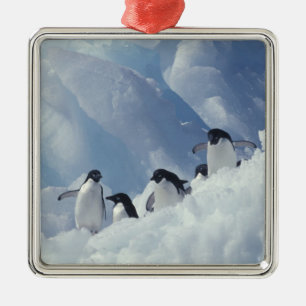 Antarctica. Adelie Pinguine Silbernes Ornament
