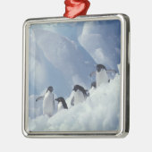 Antarctica. Adelie Pinguine Silbernes Ornament (Links)
