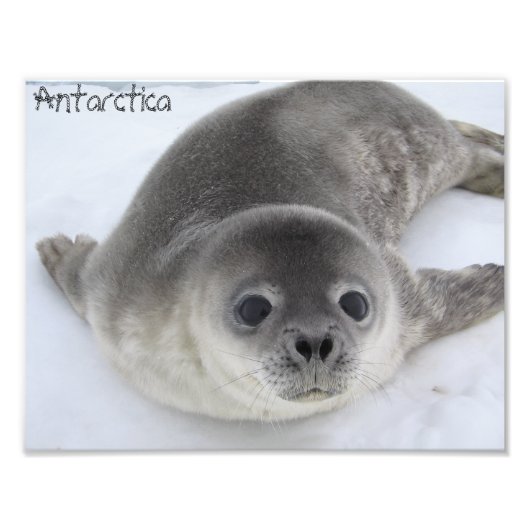 Antarctica Baby Siegel Foto (Vorne)