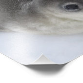 Antarctica Baby Siegel Foto (Ecke)