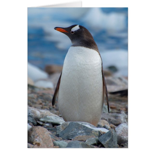 Antarctica. Neko Hafen. Gentoo Penguin (Vorne)