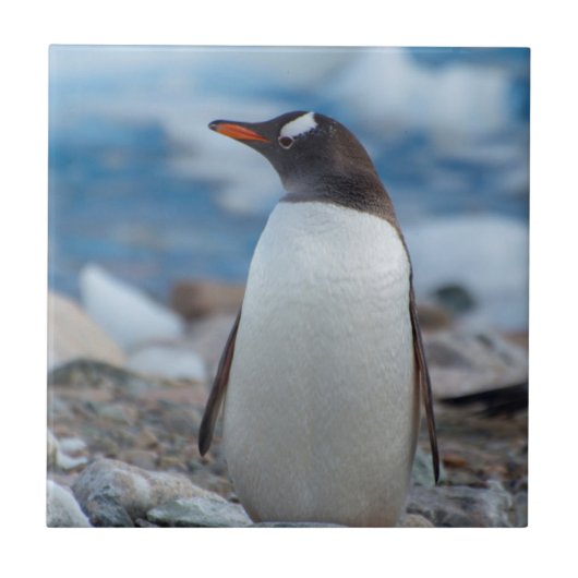 Antarctica. Neko Hafen. Gentoo Penguin Fliese (Vorderseite)