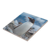 Antarctica. Neko Hafen. Gentoo Penguin Fliese (Seite)