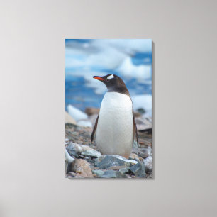 Antarctica. Neko Hafen. Gentoo Penguin Leinwanddruck