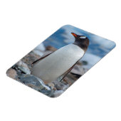 Antarctica. Neko Hafen. Gentoo Penguin Magnet (Linke Seite)