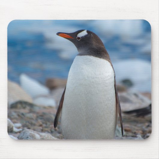 Antarctica. Neko Hafen. Gentoo Penguin Mousepad (Vorne)