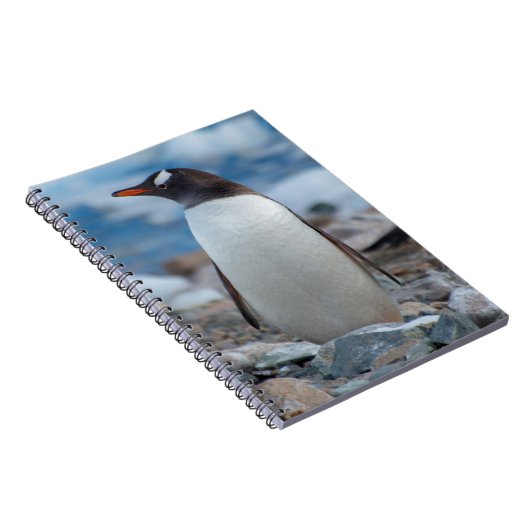 Antarctica. Neko Hafen. Gentoo Penguin Notizblock (Rechte Seite)