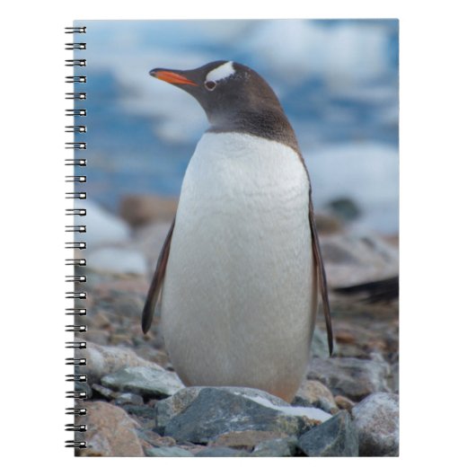 Antarctica. Neko Hafen. Gentoo Penguin Notizblock (Vorderseite)
