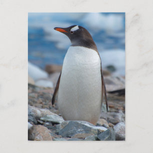 Antarctica. Neko Hafen. Gentoo Penguin Postkarte