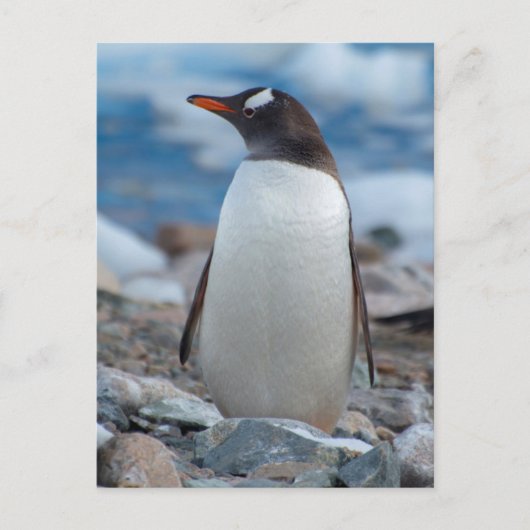 Antarctica. Neko Hafen. Gentoo Penguin Postkarte (Vorderseite)