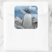 Antarctica. Neko Hafen. Gentoo Penguin Quadratischer Aufkleber (Tasche)