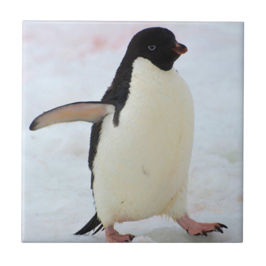 Antarctica. Petermann Island. Adelie Pinguin Fliese (Vorderseite)