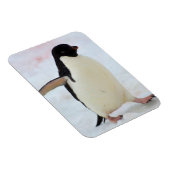 Antarctica. Petermann Island. Adelie Pinguin Magnet (Rechte Seite)