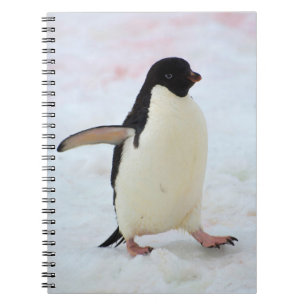 Antarctica. Petermann Island. Adelie Pinguin Notizblock