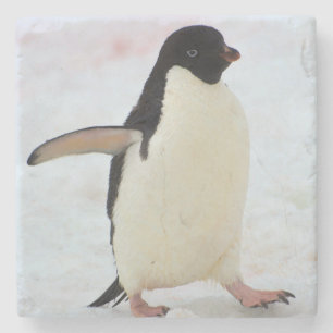 Antarctica. Petermann Island. Adelie Pinguin Steinuntersetzer