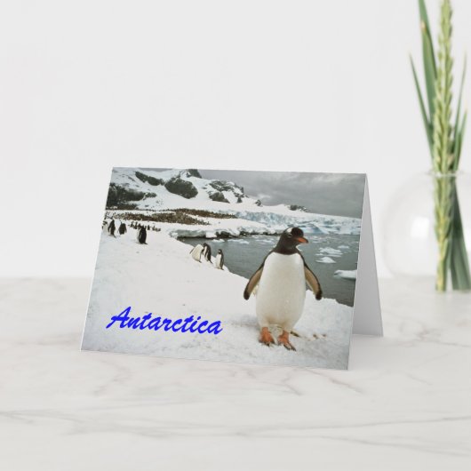 Antarctica Pinguins Grüße Karte (Vorderseite)