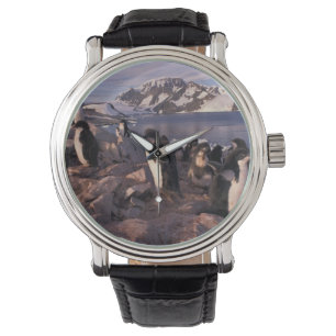 Antarktika, Adeliepinguin-Küken Armbanduhr