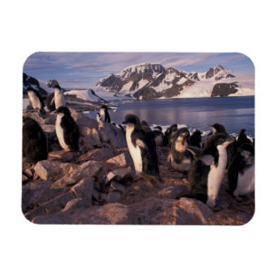 Antarktika, Adeliepinguin-Küken Magnet