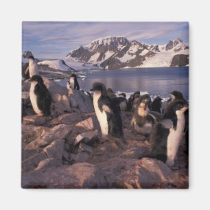 Antarktika, Adeliepinguin-Küken Magnet